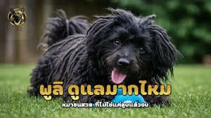 พูลิ ดูแลมากไหม