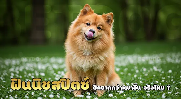 ฟินนิช สปิตซ์ ฝึกยากไหม