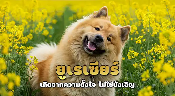 ยูเรเซียร์ สุนัขลูกผสม