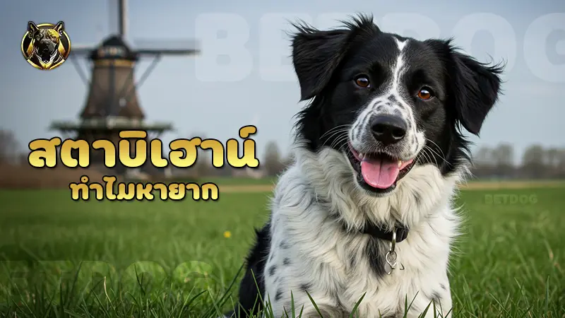 สตาบิเฮาน์ ทำไมหายาก