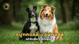 สมูทคอลลี่ vs รัฟคอลลี่