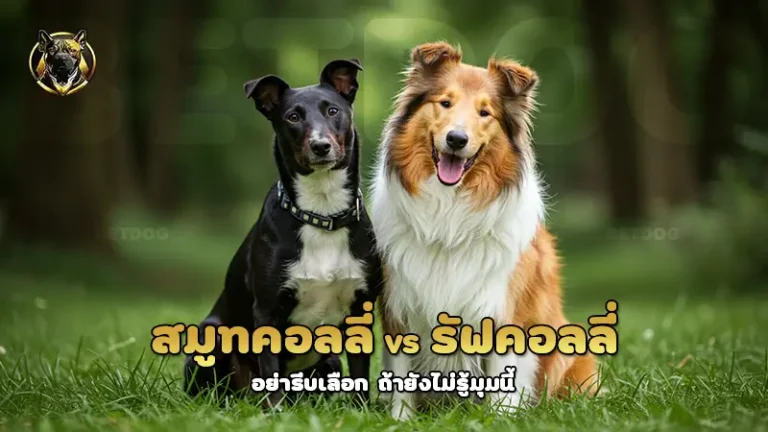 สมูทคอลลี่ vs รัฟคอลลี่
