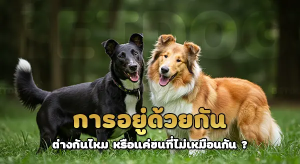 สมูทคอลลี่ vs รัฟคอลลี่