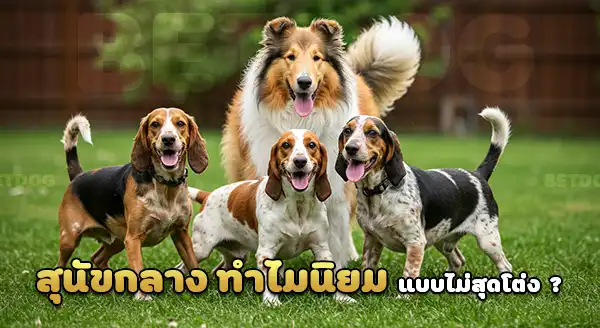 สุนัขพันธุ์กลาง ทำไมนิยม
