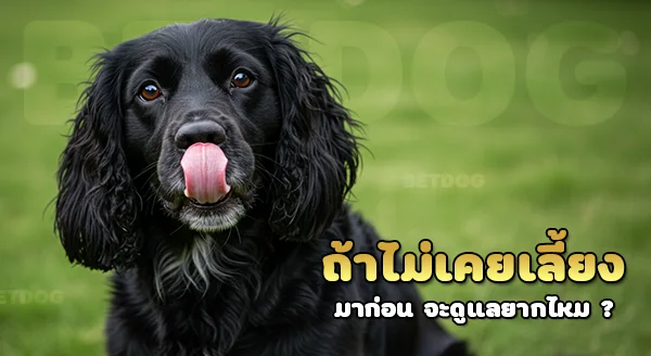 สแปเนียลฟิลด์ ดูแลยากไหม