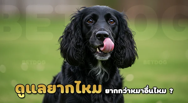 สแปเนียลฟิลด์ ดูแลยากไหม