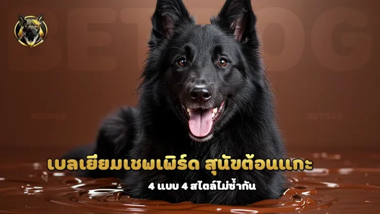 เบลเยียมเชพเพิร์ด สุนัขต้อนแกะ