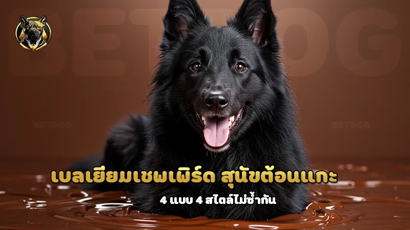 เบลเยียมเชพเพิร์ด สุนัขต้อนแกะ