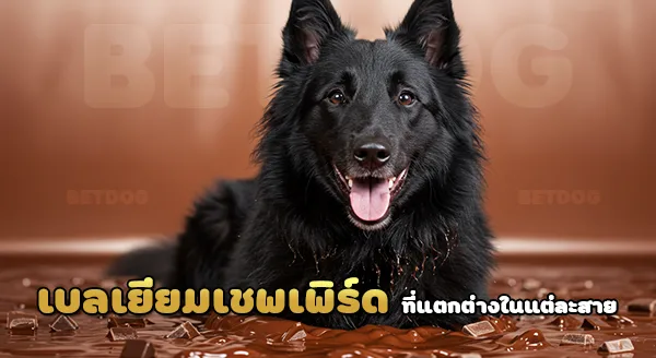 เบลเยียมเชพเพิร์ด สุนัขต้อนแกะ