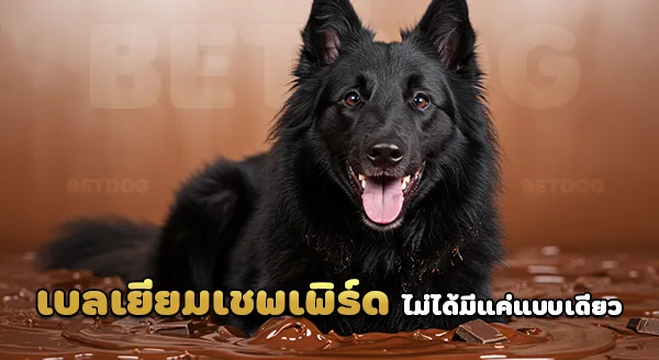 เบลเยียมเชพเพิร์ด สุนัขต้อนแกะ