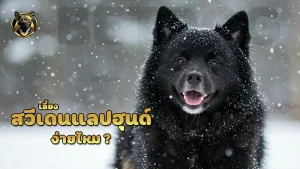 เลี้ยงสวีเดนแลปฮุนด์ ง่ายไหม