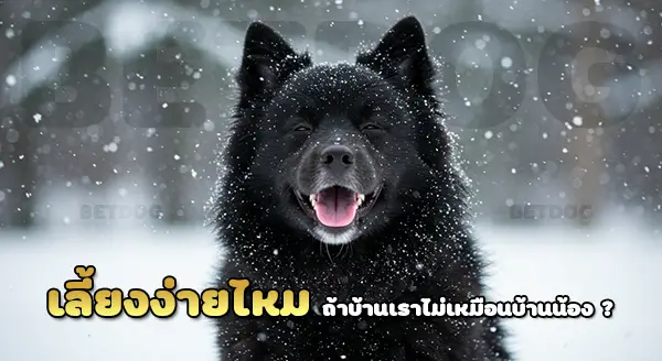 เลี้ยงสวีเดนแลปฮุนด์ ง่ายไหม