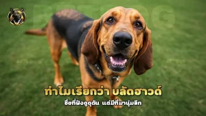 ทำไมเรียกว่า บลัดฮาวด์