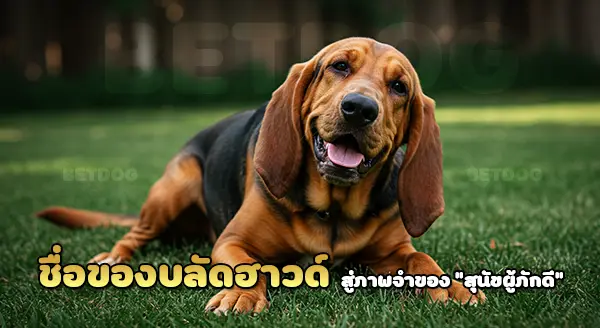 ทำไมเรียกว่า บลัดฮาวด์