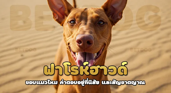 ฟาโรห์ฮาวด์ ชอบแมวไหม