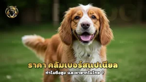 ราคา คลัมเบอร์สแปเนียล