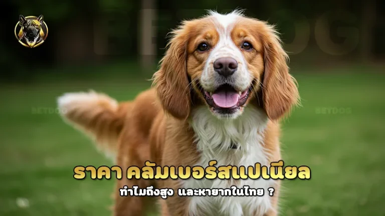 ราคา คลัมเบอร์สแปเนียล