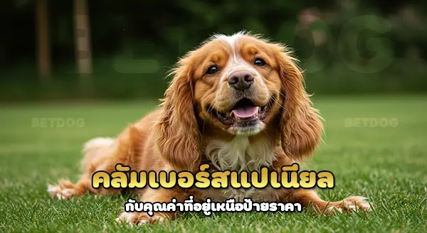 ราคา คลัมเบอร์สแปเนียล