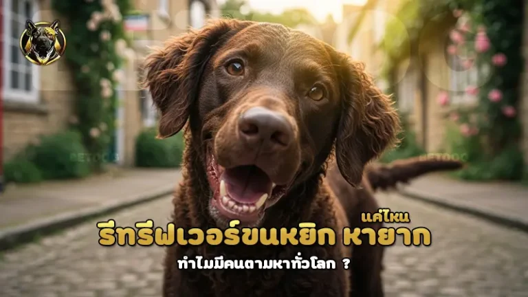 รีทรีฟเวอร์ขนหยิก หายากแค่ไหน