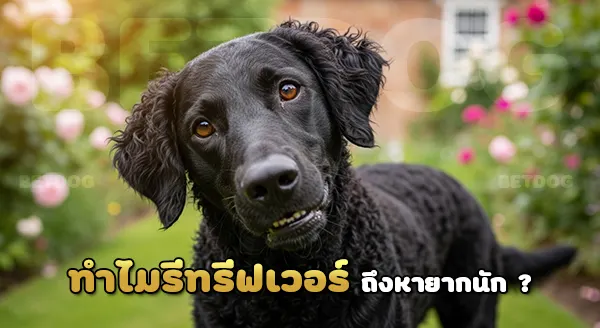 รีทรีฟเวอร์ขนหยิก หายากแค่ไหน