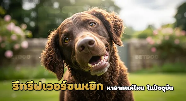 รีทรีฟเวอร์ขนหยิก หายากแค่ไหน