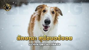 ลักษณะ สุนัขบอร์ซอย