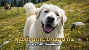 สุนัขต้อนแกะ มาเรมมาโน