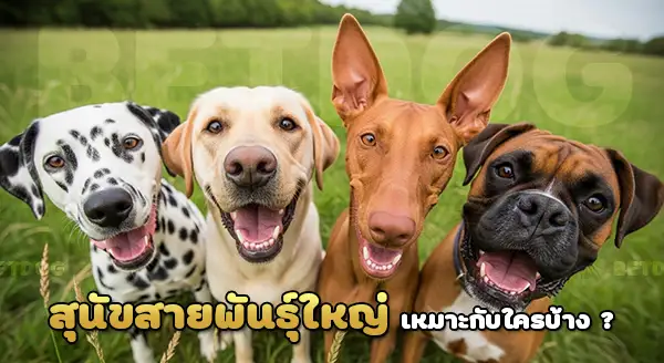 สุนัขพันธุ์ใหญ่ ทำไมนิยม