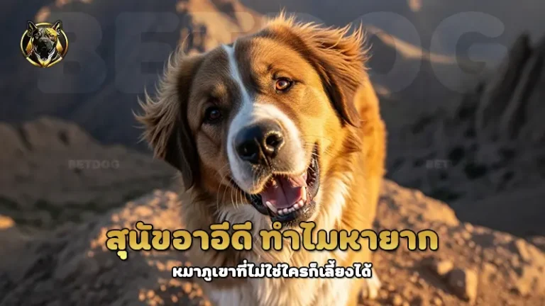 สุนัขอาอีดี ทำไมหายาก