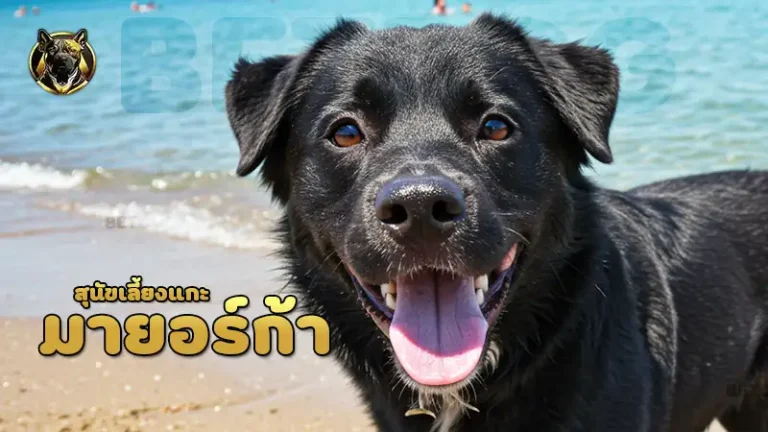 สุนัขเลี้ยงแกะ มายอร์ก้า