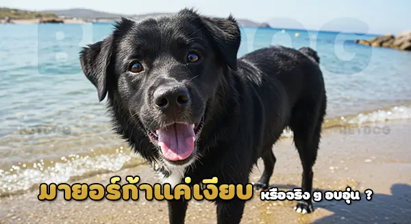 สุนัขเลี้ยงแกะ มายอร์ก้า