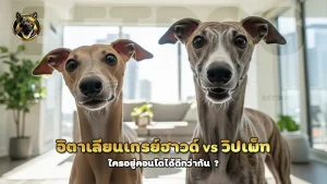 อิตาเลียนเกรย์ฮาวด์ vs วิปเพ็ท