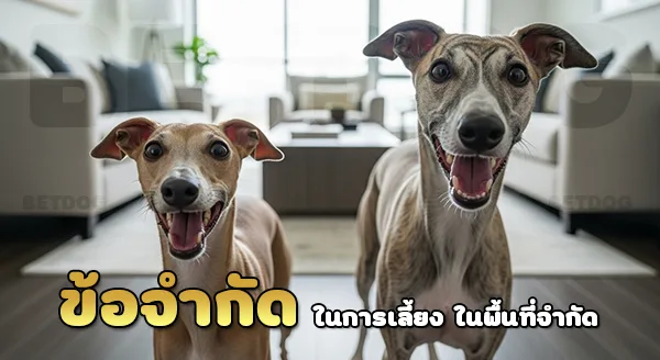 อิตาเลียนเกรย์ฮาวด์ vs วิปเพ็ท