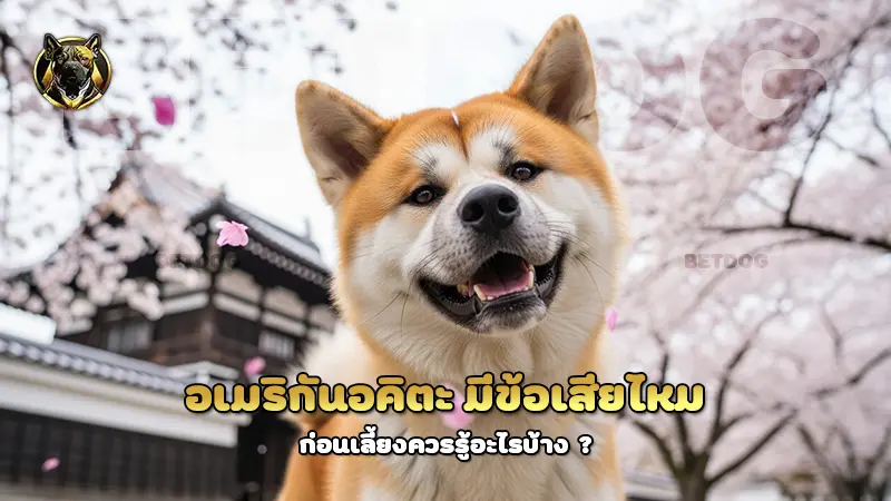 อเมริกันอคิตะ มีข้อเสียไหม