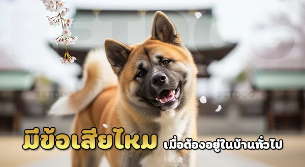 อเมริกันอคิตะ มีข้อเสียไหม