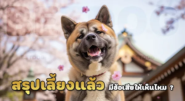 อเมริกันอคิตะ มีข้อเสียไหม