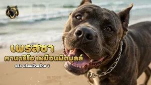 เพรสซา คานาริโอ เหมือนพิตบูลล์