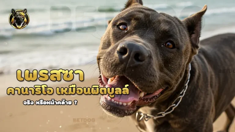 เพรสซา คานาริโอ เหมือนพิตบูลล์