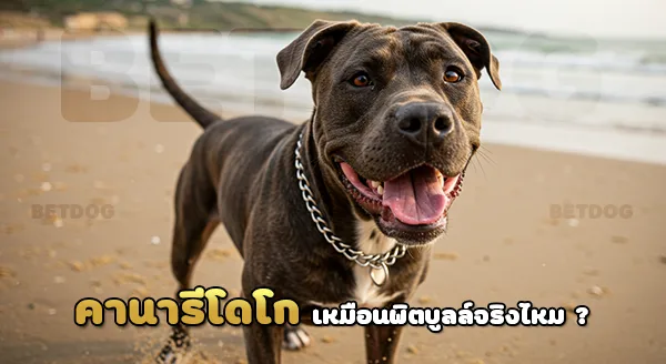 เพรสซา คานาริโอ เหมือนพิตบูลล์