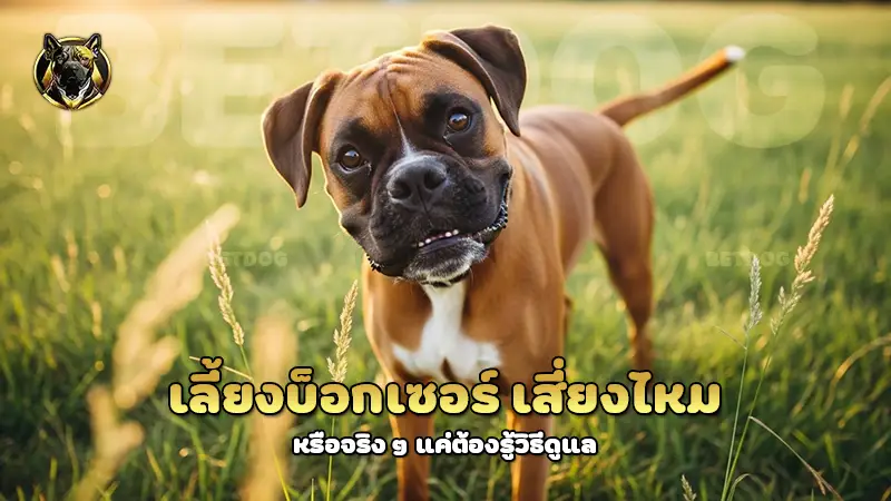 เลี้ยงบ็อกเซอร์ เสี่ยงไหม
