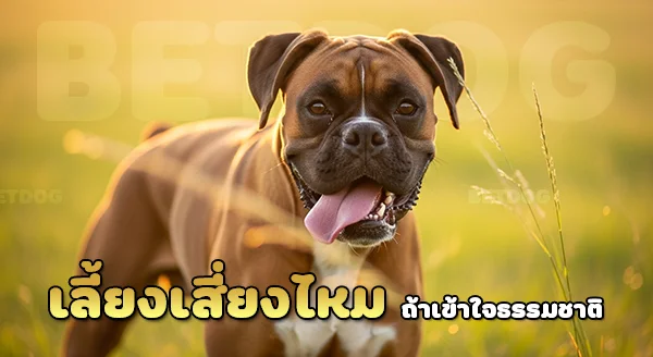 เลี้ยงบ็อกเซอร์ เสี่ยงไหม