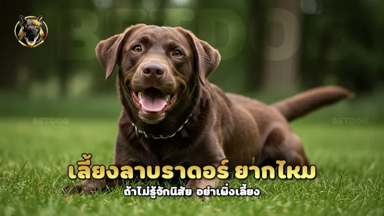 เลี้ยงลาบราดอร์ ยากไหม