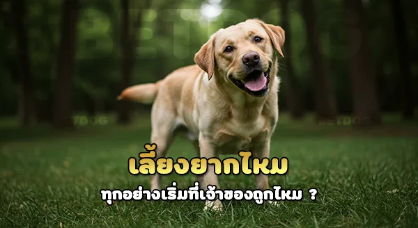 เลี้ยงลาบราดอร์ ยากไหม