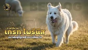 การใช้งาน เกรท ไพรีนีส