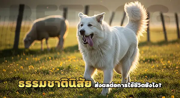 การใช้งาน เกรท ไพรีนีส