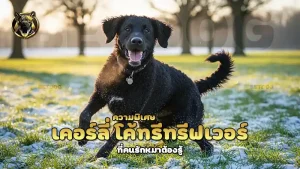 ความพิเศษ เคอร์ลี่ โค้ทรีทรีฟเวอร์