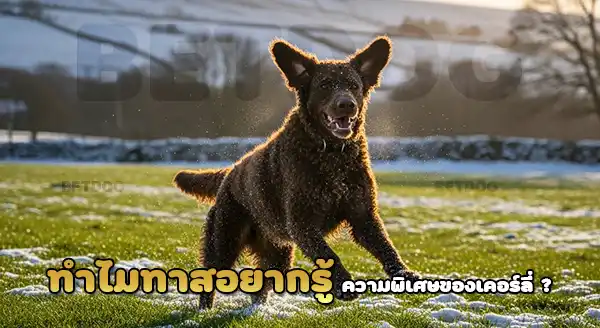 ความพิเศษ เคอร์ลี่ โค้ทรีทรีฟเวอร์