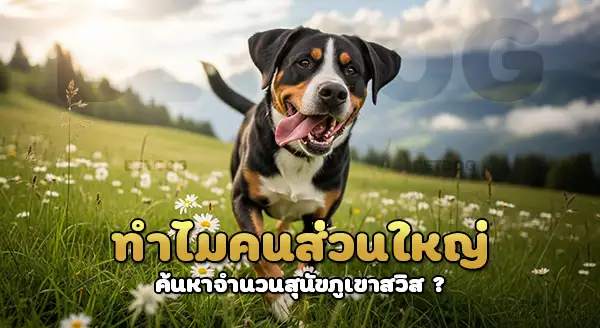 จำนวน สุนัขภูเขาสวิสขนาดใหญ่