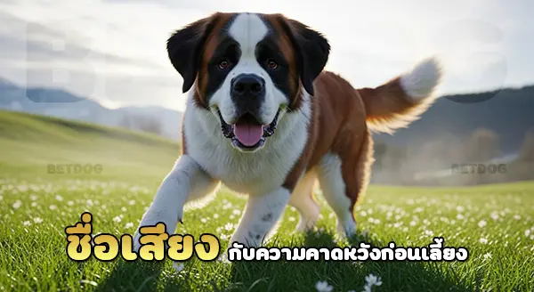 ชื่อเสียง เซนต์เบอร์นาร์ด