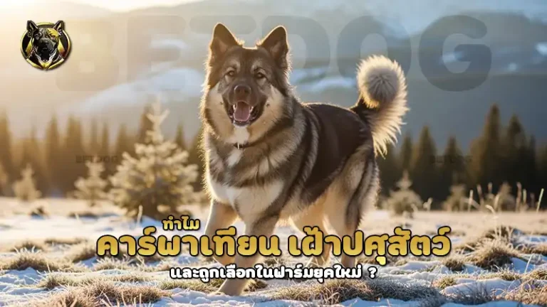 ทำไม คาร์พาเทียน เฝ้าปศุสัตว์